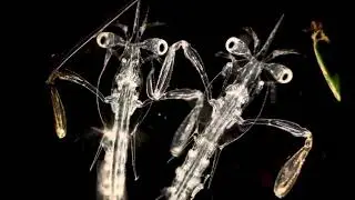 Stomatopod larvae
