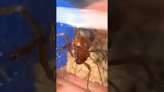 My Ants Stopped Growing!!