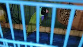 Aaj gouldian finch ko samne se dekh liya 