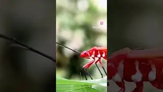 the details 😳. #insect #macro #details #trending #trendingshorts #viral