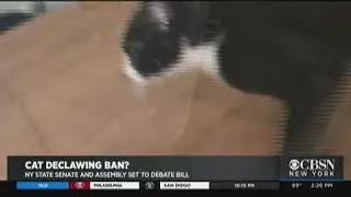 NY Could Become First State To Ban Cat Declawing