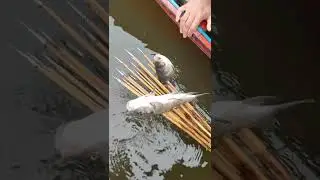 Amazing and wonderful tata fishing moment #fishing  #shorts