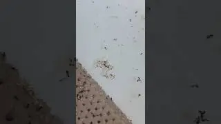 I don&rsquo;t know how these ants get into the water system in my bathroom tube 🤔 #RealTalk - Mob Type