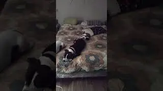 Catnip gone wrong