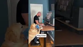 Taking online lecture at home Expectation VS ... #dog #seniorbudday #seniordog  #dogoftheday
