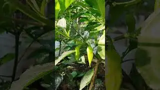 My garden #King Chillies #nature #smallscalefarming #garden #shorts