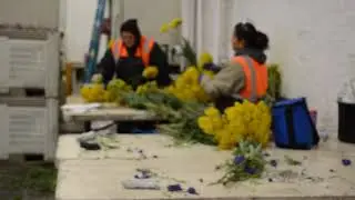 Monday Morning Flowers Visits a Flower Farm