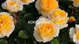 Beauty of nature #rose#flower#tulip#spring#garden#viral video #video#beautiful flowers #nature