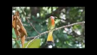 Red-bearded Bee-eater (M) calling . .