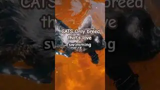 Mainecoons:  The only Water Loving Cats!