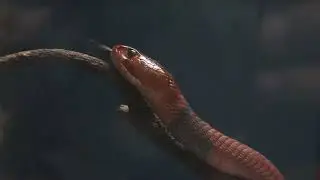 Red poisonous  snake you should fear most #snake #snakevideo #snakeheadhunting #snakes #viral