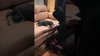 240905 Liu Yuning Weibo updated Video of him educating Daimi
