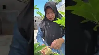 Kenikmatan Asinan Buah di Siang Hari dan Peti