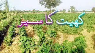 khet ka seer/visit of lard/Pak village vilog