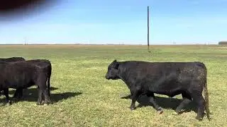 Cattle Range Listing # 601C698
