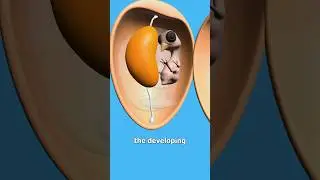What is the yellow color in eggs?