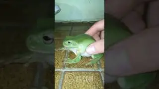 Why You Don&rsquo;t Mess with Frogs 🐸
