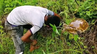 Tortoise Hunting | Amazing Boy Tortoise & Eggs  Searching in Jungle