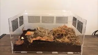 Acrylic Enclosure Review For Spiders, Isopods, or other Insects