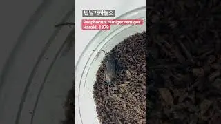 [다살이] 반날개하늘소_ Psephactus remiger remiger
