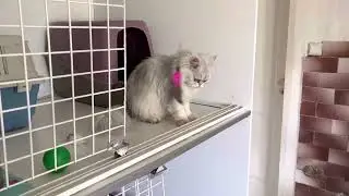 3. 4. 2023 Žol&iacute;k&&Scaron;arlotka, James, Atticus, Hippokrates, Felix, Chico