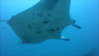 Morning Dive: 07/02/2016- Six Senses, Laamu & The Manta Trust