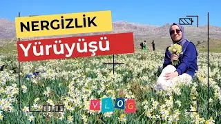 Nergizlik Gezisi #nergis #çiçek #vlog #flowers #doğa #travelvlog  #trending