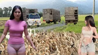A close-up look at free-range ducks and the life of duck farmers.