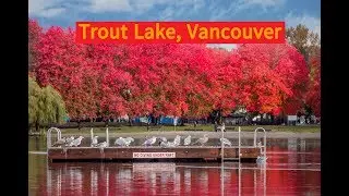 Trout Lake Fall Foliage Autumn Colors, Vancouver Canada