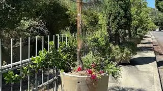 adoptapot video final