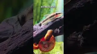 Как выбрать лучшего сома-отоцинклюса для вашего аквариума!
