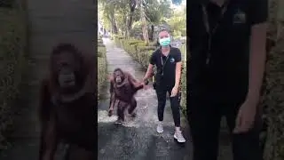 Orangutan walking with his caretaker.