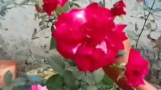 কাউকে জেনে বুজে অপমান করো না হয়তো এমন পরিস্থিতি তোমারও হতে পারে