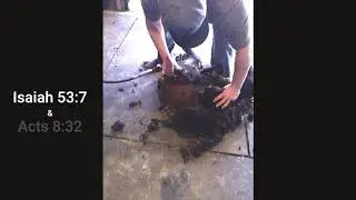Woolly Weekend Sheep Shearing 2020