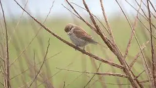 Red backed Shrike, Portland Bill, 13th October 2025