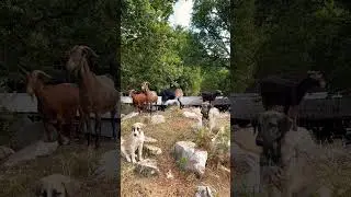 Spend 10 seconds in the Greek countryside with us🏞️ #serene #countryside #nature #wildlife