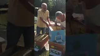 Yalancılayan Koloniyi Kurtarma