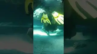 🤿 Diving at The Caves and Tunnels in Cyprus 🇨🇾  #4kfootage #cyprus #cyprustravel #scubadiving