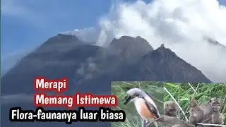 Tak Jemu-jemu Memantaumu,Merapi Memang Istimewa || Flora-fauna nya juga luar biasa