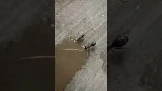 Ants Vs liquid Candy #tiktok #ants #short