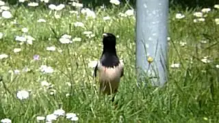 Roze Spreeuw - Rosy Starling - (Pastor roseus)