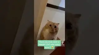 Annoyed cat😾  #nopetting #short #annoyedcat