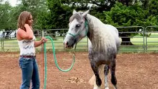 Teaching a Horse to Side Pass on the Ground