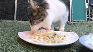 파스타에 비린맛을 추가해 줬다