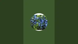 Zimbro do Himalaia Tarot est&aacute; ao vivo! FA&Ccedil;A TUA PERGUNTA AO TAROT GRATUITAMENTE! NAMAST&Eacute; 🙌