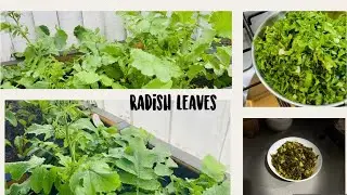 Health benefits of radish leaves 🍃 / Treat diabetes to jaundice!