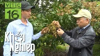 Tuyệt chiêu giúp nhãn ra hoa dù thời tiết mưa ẩm | Khởi nghiệp 638 | VTC166