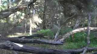 Save Dalyellup Tuart Bushland (video 1 May 2017)