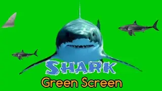 Shark attack Green screen   green screen hiu