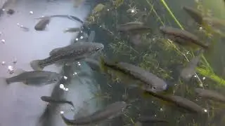 Goodeid's garden fishpond (2019/2021)